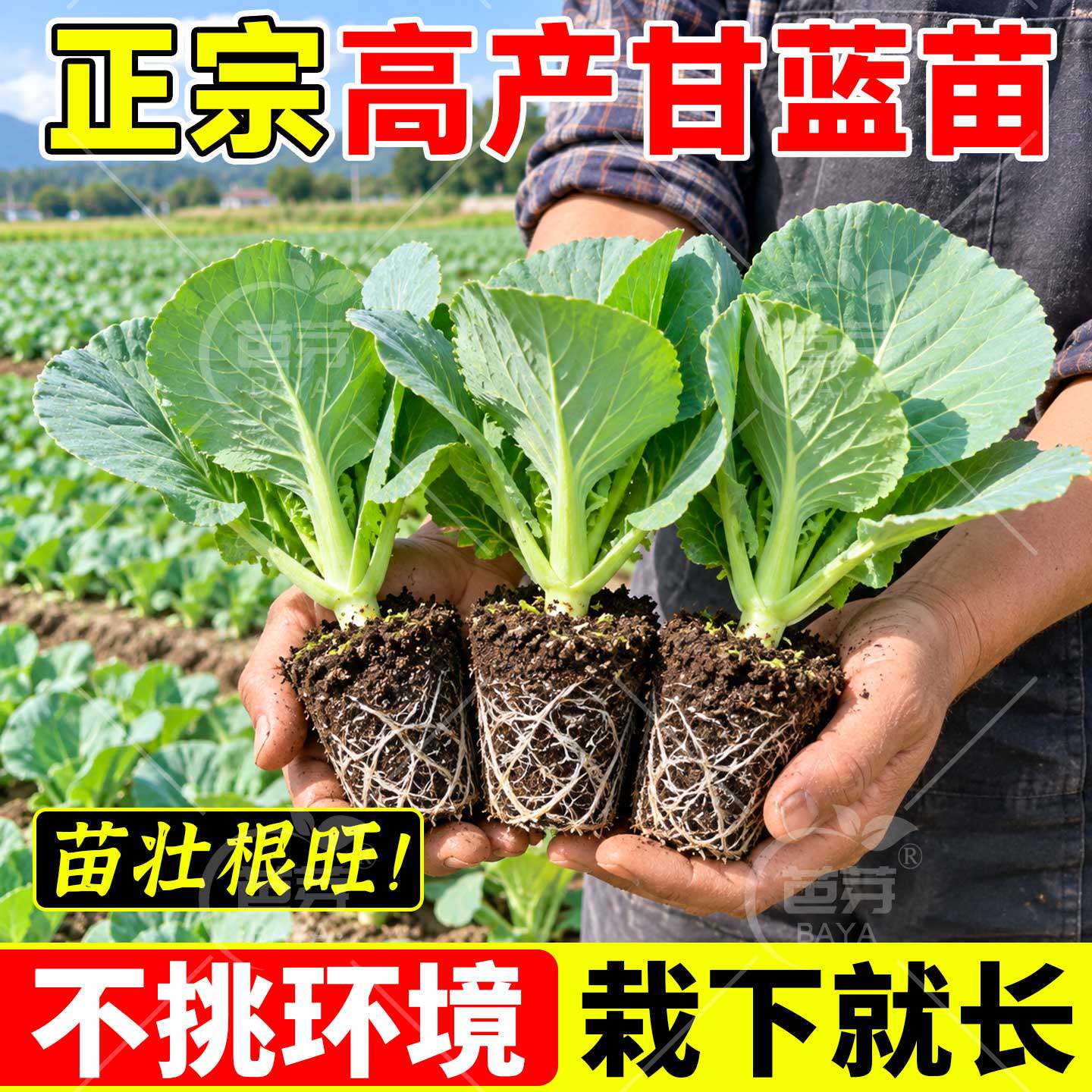 四季绿甘蓝苗秧苗带土本地包菜苗圆牛心卷心菜寿光老品种蔬菜苗