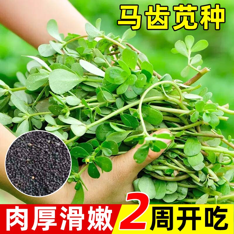 马齿苋菜种四季盆栽庭院