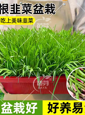 山东紫根韭菜盆景水培无土蔬菜带盆根苗室内四季阳台种植