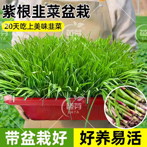 山东紫根韭菜盆景四季阳台种植