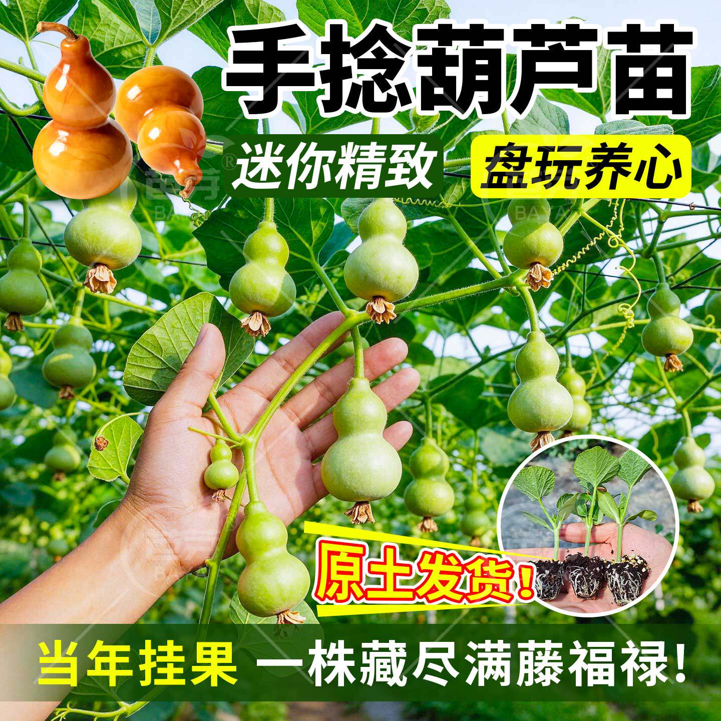 文玩手捻葫芦苗秧苗带土名贵特大酒葫芦阳台庭院四季爬藤观赏植物