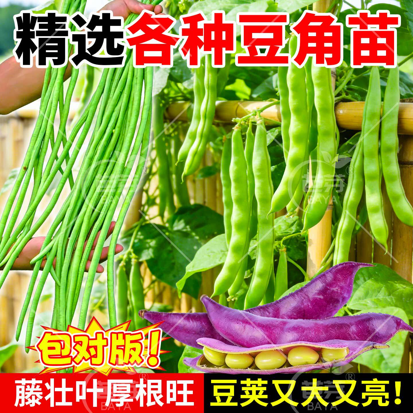 无架四季豆苗长豇豆苗豆角苗阳台种菜油豆角苗秧苗豆角种籽大全