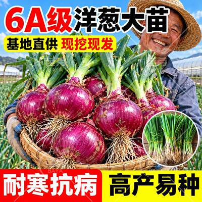 现挖紫皮洋葱苗秧带根四季包成活