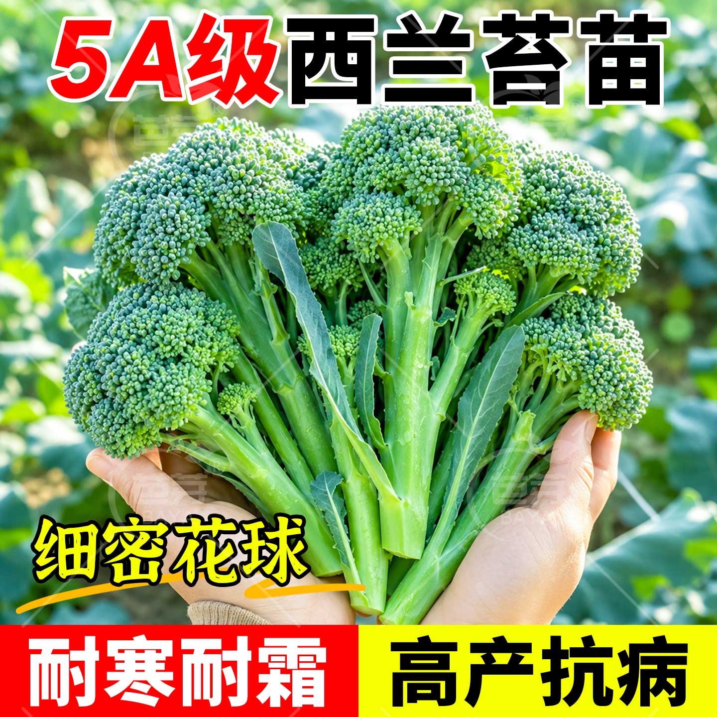 寿光甜杆西兰苔苗秧苗对版包成活图片