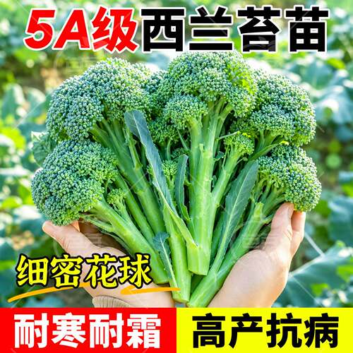 寿光甜杆西兰苔苗秧苗对版包成活