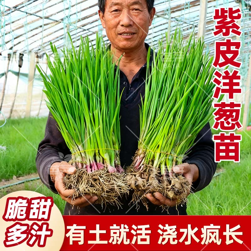 山东水果紫皮洋葱苗带根老品种