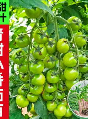 超甜清甜绿宝石小番茄苗秧贼不偷青口蜜樱桃西红柿苗蔬菜苗秧苗