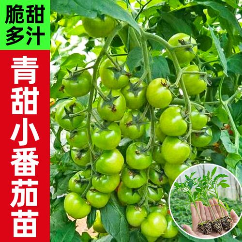 超甜绿宝石小番茄苗秧贼不偷