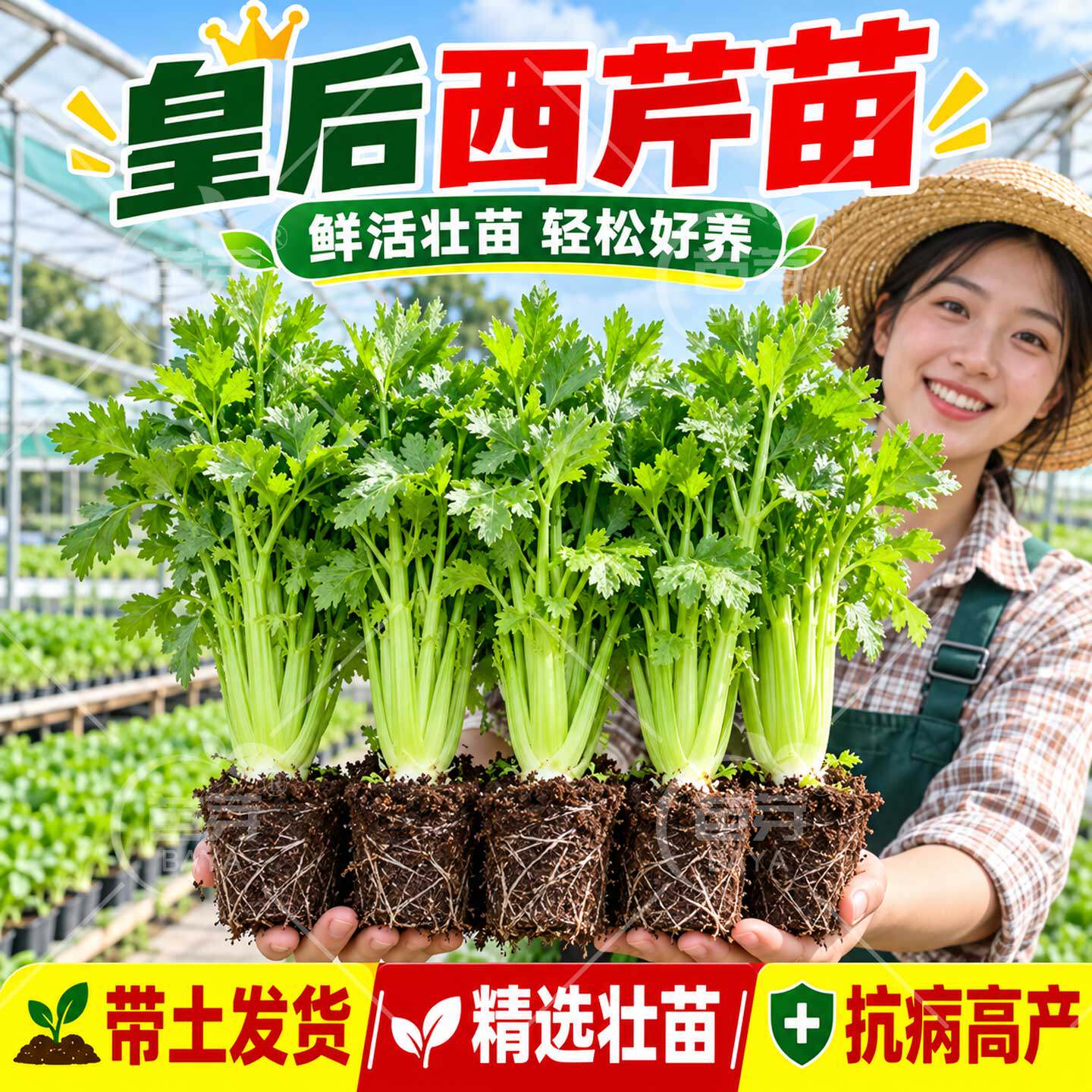 皇后西芹苗秧带土批发小香芹本地黄心水果芹菜苗寿光旗舰店蔬菜苗