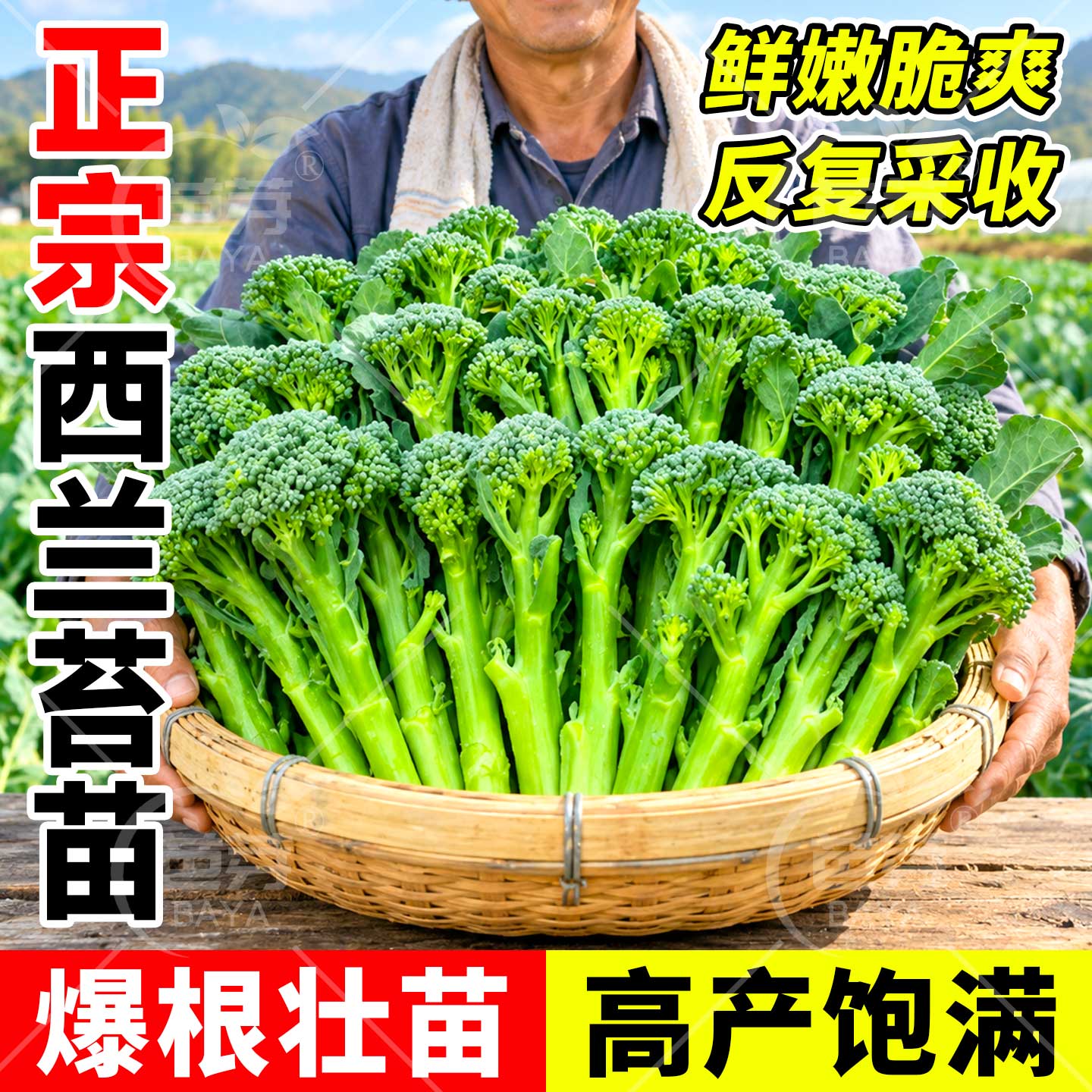 寿光西兰苔苗秧苗高产正宗包对版图片
