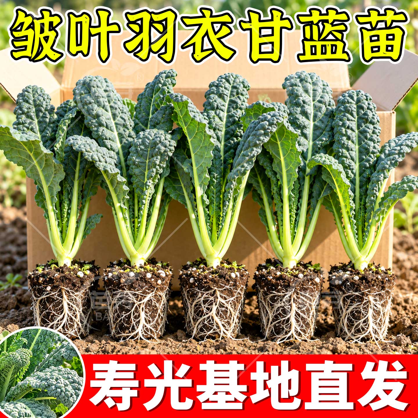正宗皱叶菜苗秧带土可食用羽衣甘蓝苗四季种植进口阳台盆栽蔬菜苗