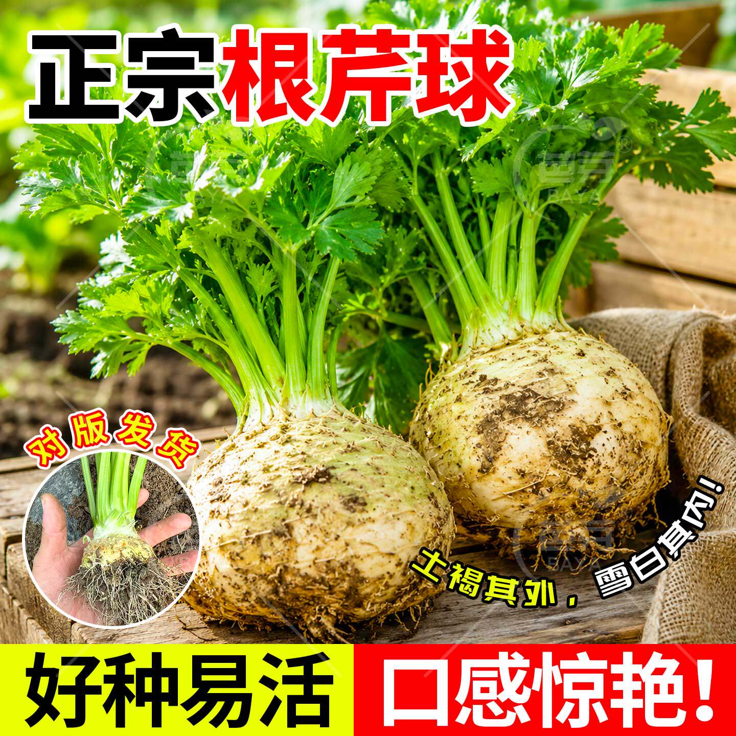 正宗地中海根芹种球根芹大疙瘩秧苗带土老桩四季阳台盆栽蔬菜苗