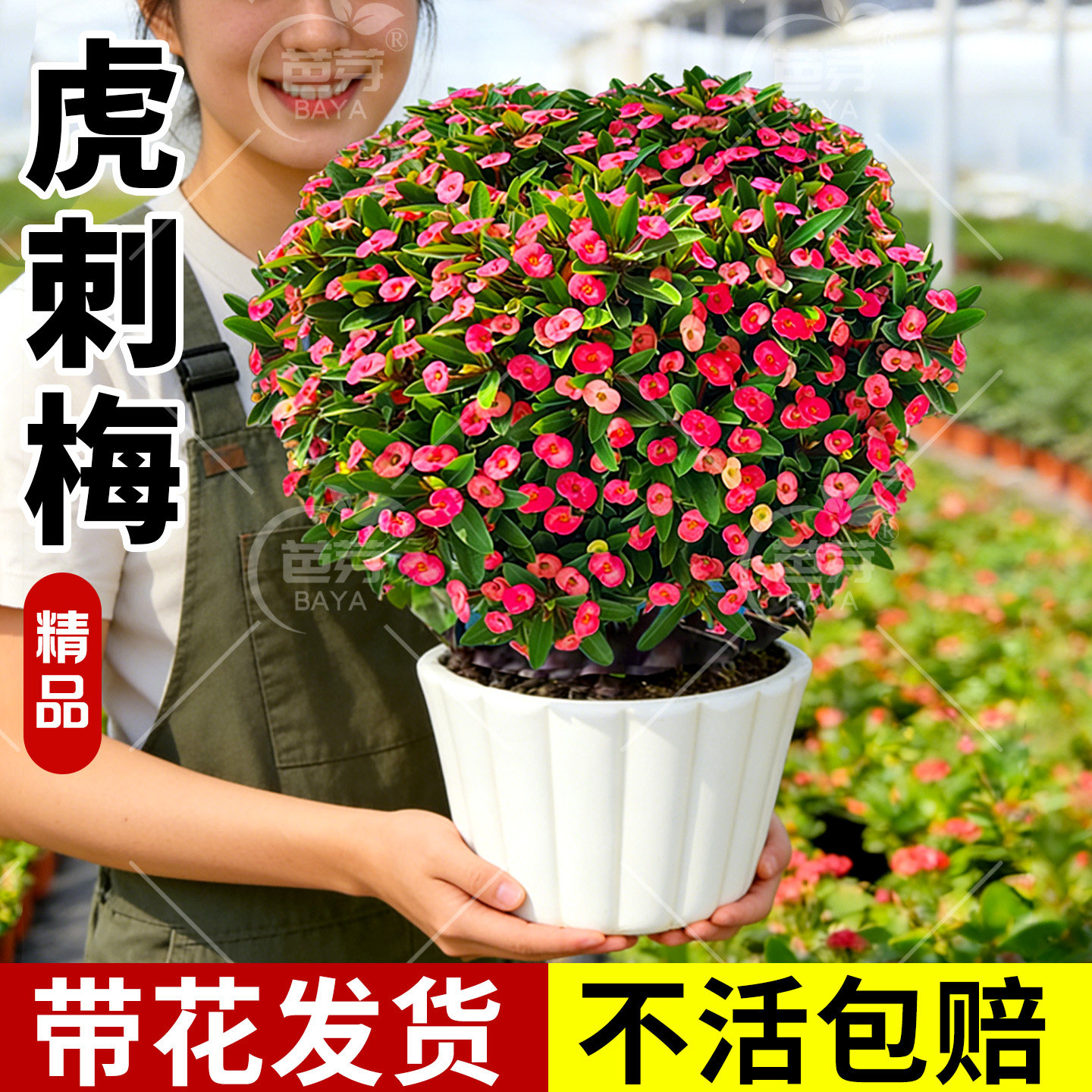 铁海棠虎刺梅老桩大花盆栽办公室内阳台耐寒好养四季花卉开花植物