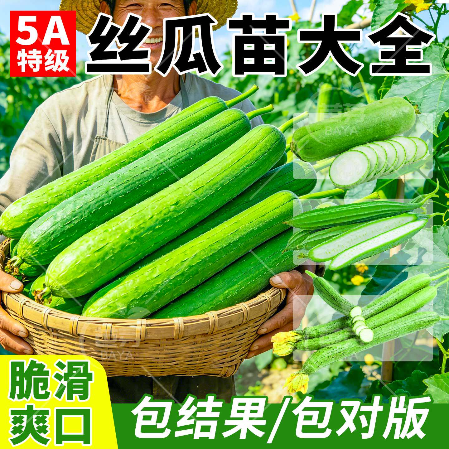 本地特长香丝瓜苗秧苗老品种嫁接早熟八角棱角肉丝瓜阳台种菜广东