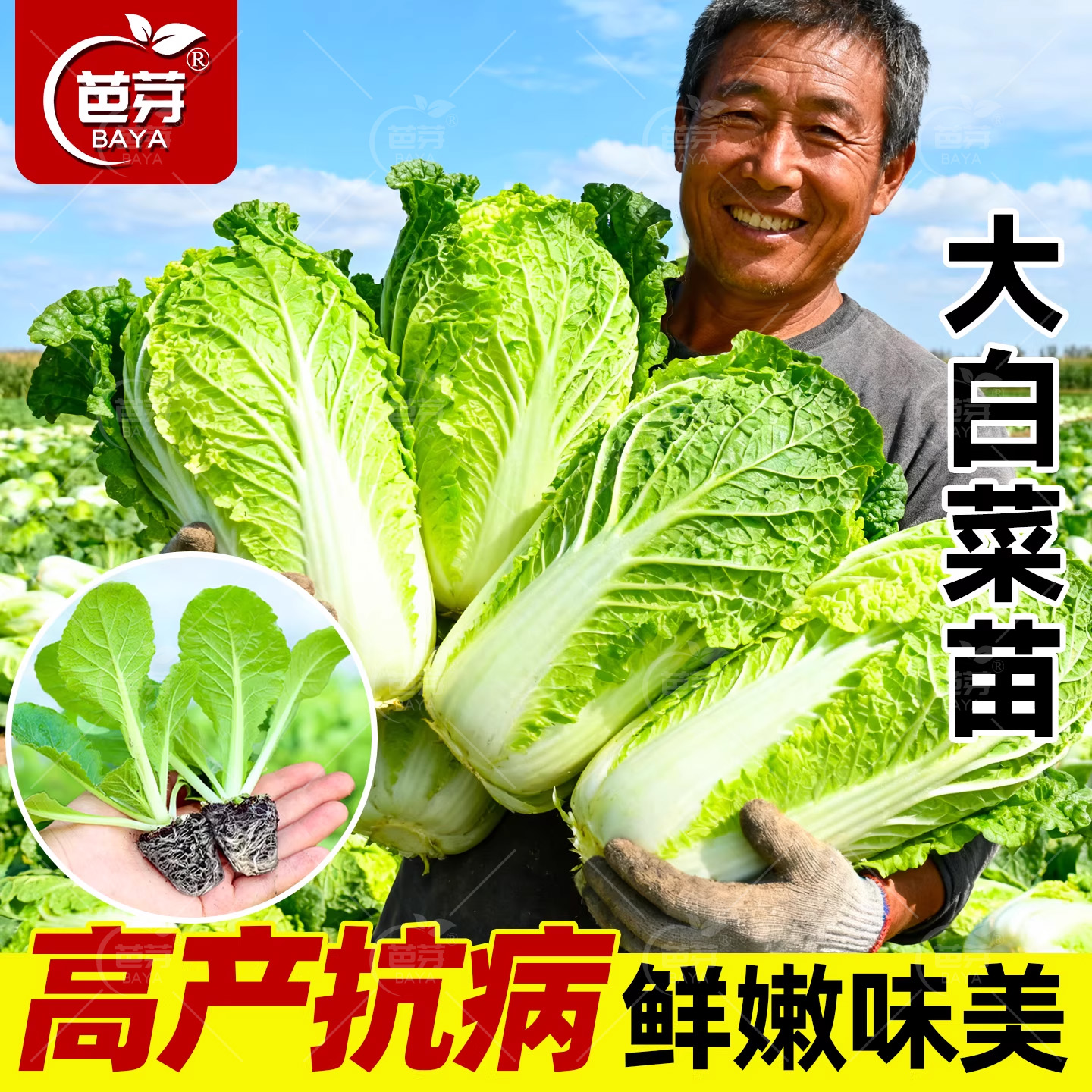 黄心大白菜苗娃娃菜苗带土包成活