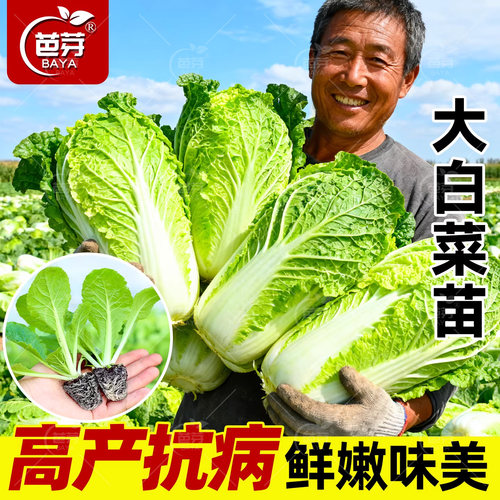 山东寿光黄心大白菜苗带土包成活