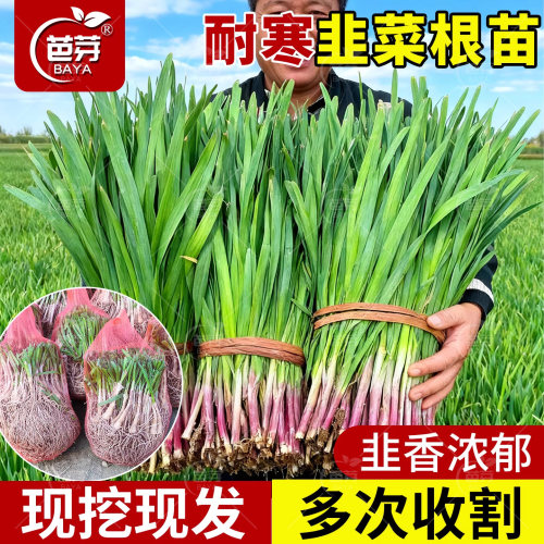 寿光本地土韭菜根苗紫根红根宽叶