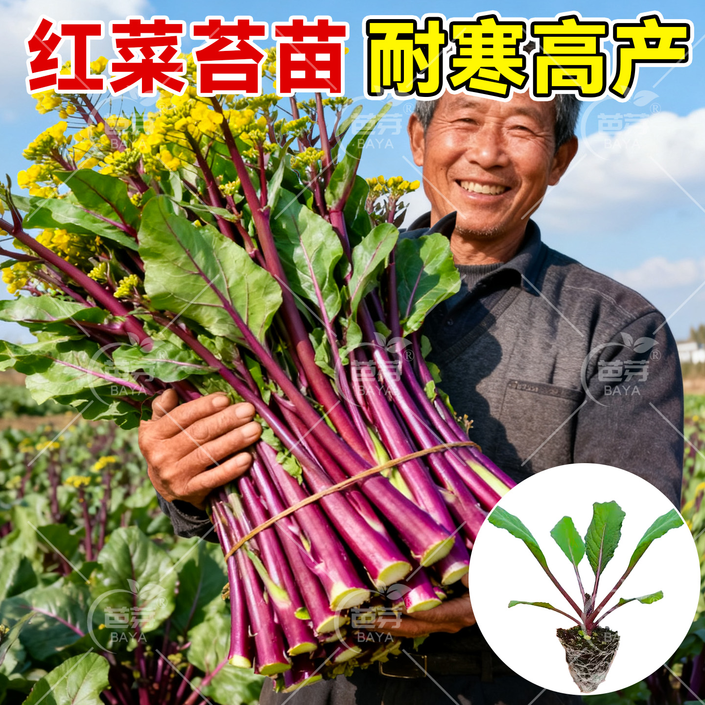耐寒红菜苔秧苗老品种带土包成活