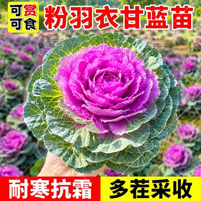 四季粉羽衣甘蓝苗带土球耐寒盆栽