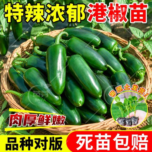 特辣墨西哥港椒苗带土阳台盆栽