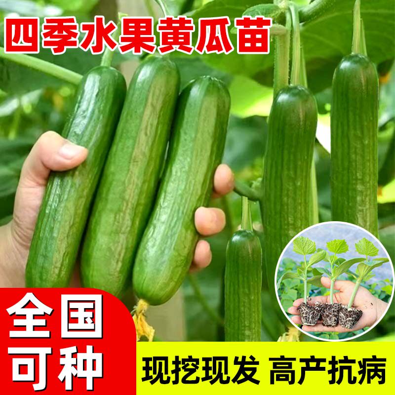 四季高产水果黄瓜苗秧苗带土嫁接白玉女黄瓜苗大旱黄瓜盆栽蔬菜苗