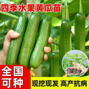 四季 高产水果黄瓜苗秧苗带土嫁接白玉女黄瓜苗大旱黄瓜盆栽蔬菜苗