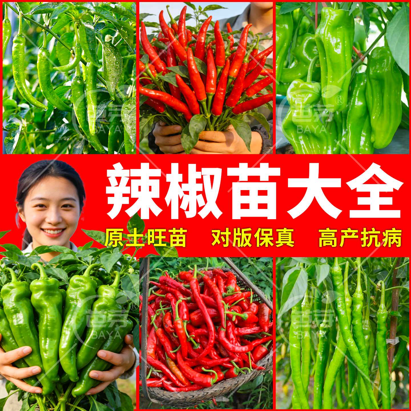 高产辣椒苗秧苗小米椒四季樟树港青辣椒五彩七彩椒种籽春季蔬菜苗