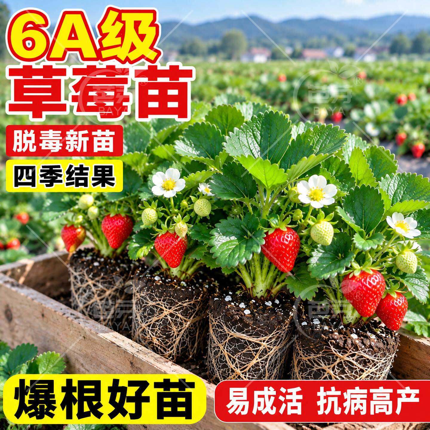 正宗草莓苗秧奶油草莓穴盘苗批发优质红颜四季结果盆栽阳台种植