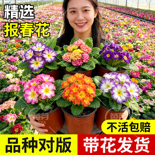 年宵报春花盆栽四季开花耐寒易养