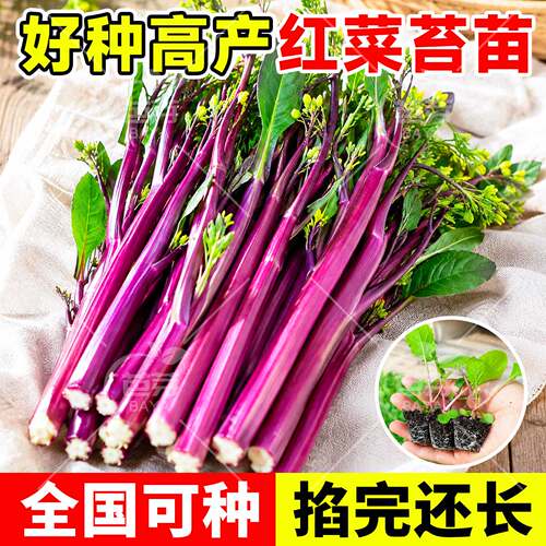 耐寒红菜苔秧苗老品种带土包成活