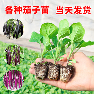 四季 茄子苗秧苗帶土盆栽嫁接老品種紫茄杭茄種籽本地高產(chǎn)蔬菜苗幼