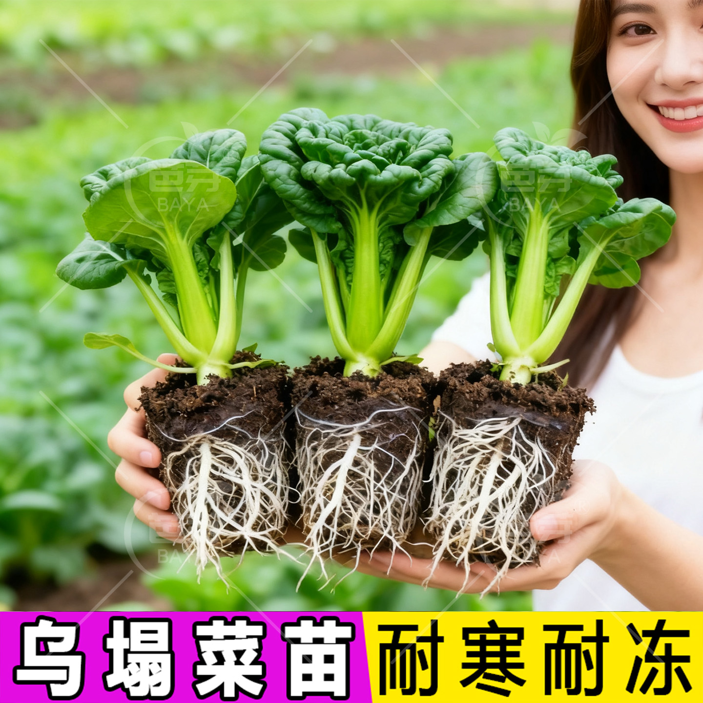 黄心乌塌菜苗秧苗乌秧苗秋冬耐寒黑心乌塌菜种子白菜苗蔬菜苗盆栽