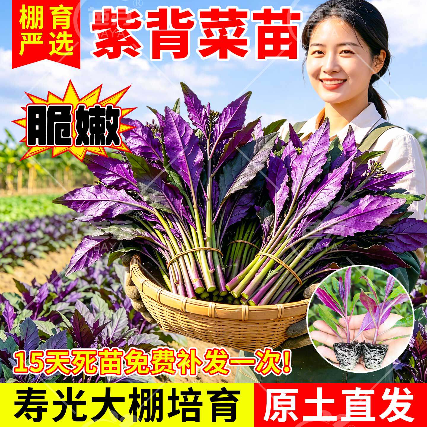 紫背菜苗紫背天葵苗秧补血菜苗观音菜秧苗血皮菜苗春季蔬菜苗盆栽