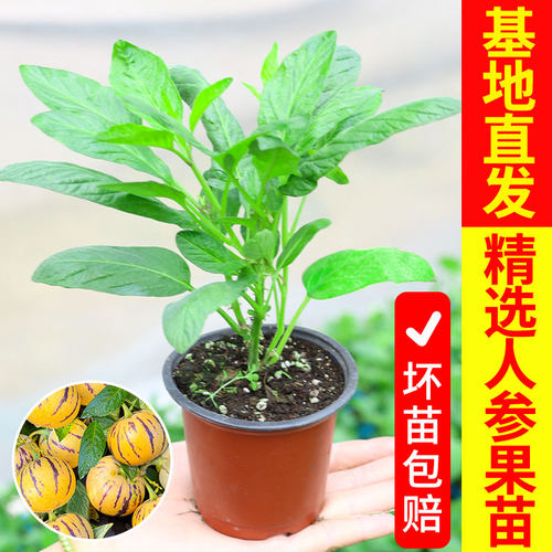 大果超甜人参果树果苗黄心奶香