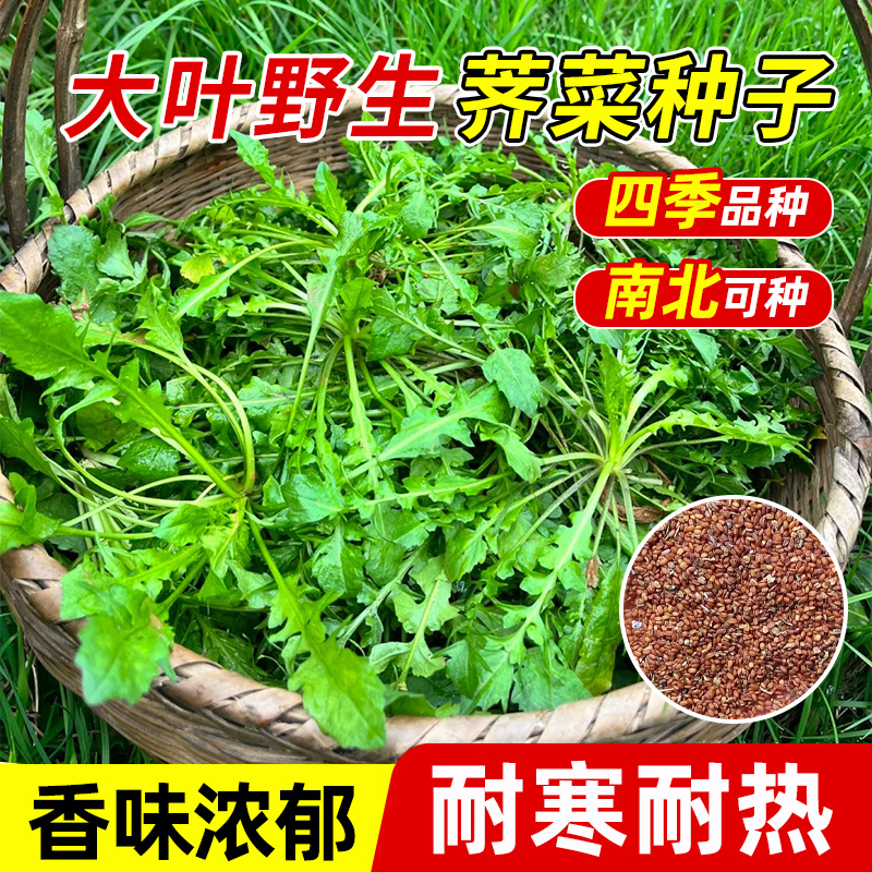 荠菜种子荠荠菜种籽四季高产易种阳台盆栽蔬菜籽种大全野菜荠菜种