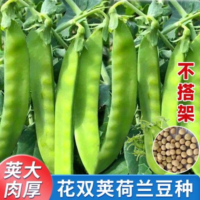荷兰豆种籽种高产四季豌豆苗