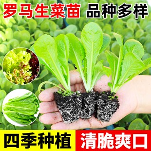 有机直立罗马生菜苗孔雀菜秧苗带土奶油生菜种籽耐抽苔阳台可生吃