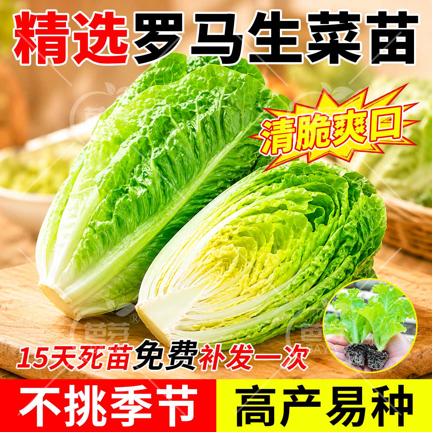 有机直立罗马生菜苗孔雀菜秧苗带土奶油生菜种籽耐抽苔阳台可生吃