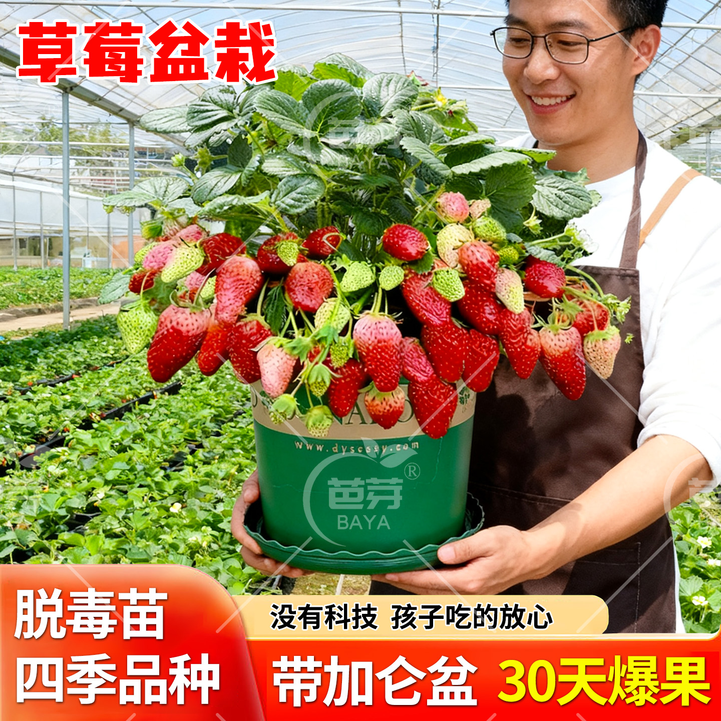 奶油草莓苗盆栽带花带果带土红颜红美玲四季结果阳台种植秋冬苗秧