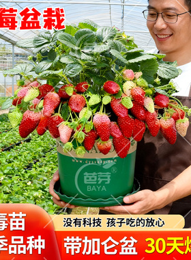 奶油草莓苗盆栽带花带果带土红颜红美玲四季结果阳台种植秋冬苗秧