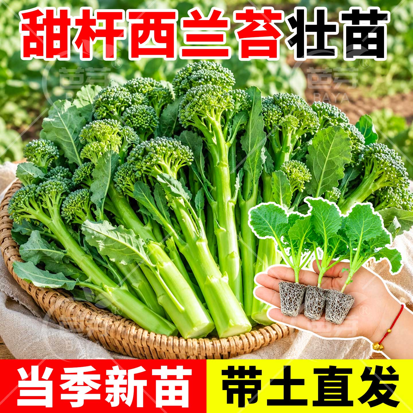 寿光西兰苔苗秧苗高产正宗包对版图片