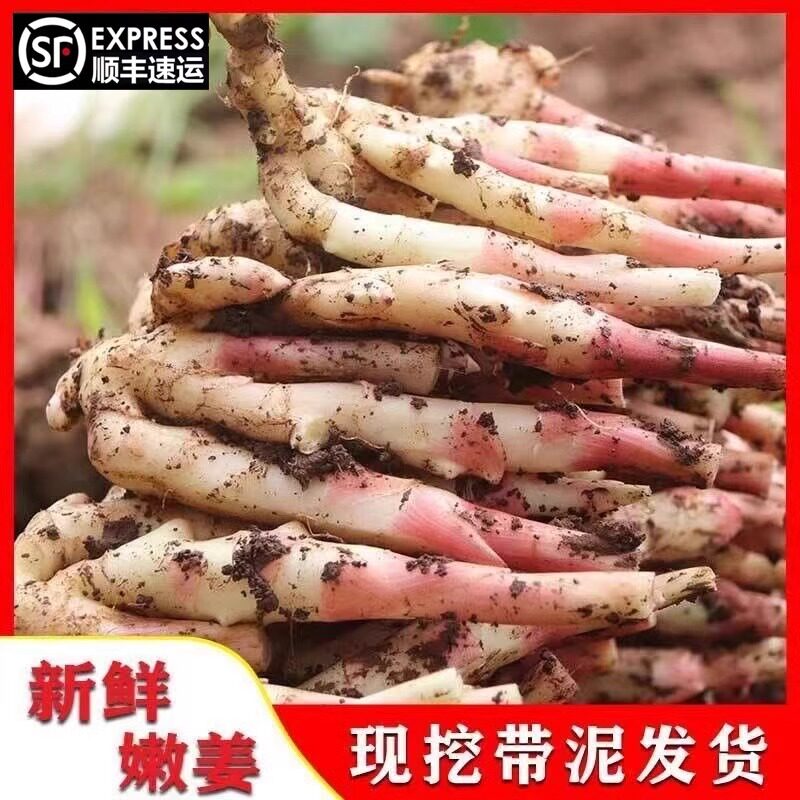包邮新鲜冬季嫩姜小子姜仔姜带泥发货根根姜腌生姜紫姜农家
