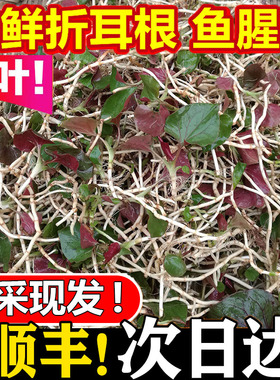 脆嫩折耳根3斤新鲜蔬菜节节根鱼腥草根带叶凉拌侧耳根猪鼻孔包邮