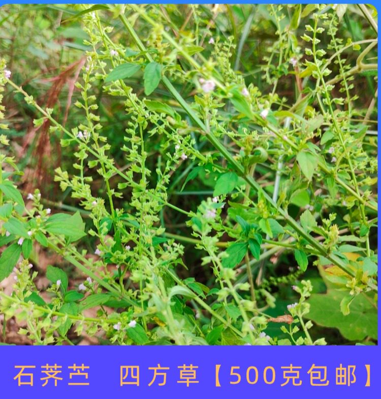 痱子草新鲜石荠苎热痱草小鱼仙草假鱼香四方草月味草现采一斤包邮
