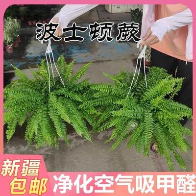 新疆包邮波士顿蕨盆栽垂吊驱蚊绿植物好养四季常青净化空气除甲醛