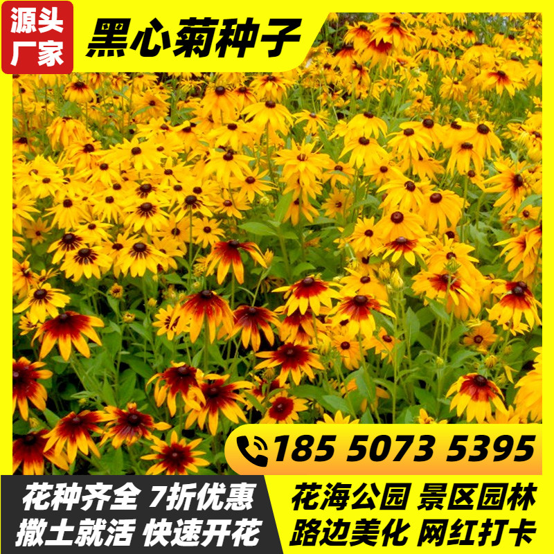 黑心菊花种子籽金光菊春秋播种多年生耐寒绿化花籽花海庭院观花种图片
