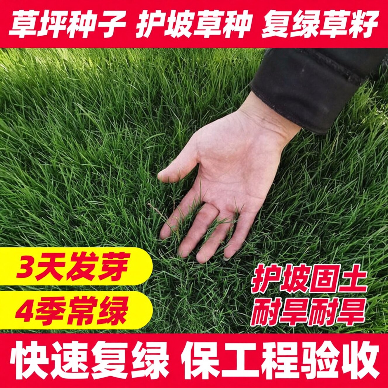 草坪种子护坡固土草籽四季青耐寒耐旱黑麦草子护坡高羊茅绿化草籽