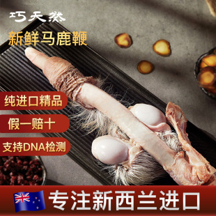 鹿茸泡酒料正品 巧天然新西兰进口新鲜马鹿鞭整根 男性煲汤滋补品