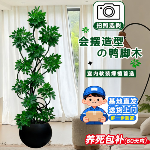 【拍照选货】造型鸭脚木客厅盆栽