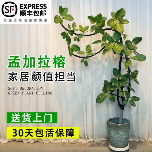 可选树型网红孟加拉榕高山榕树